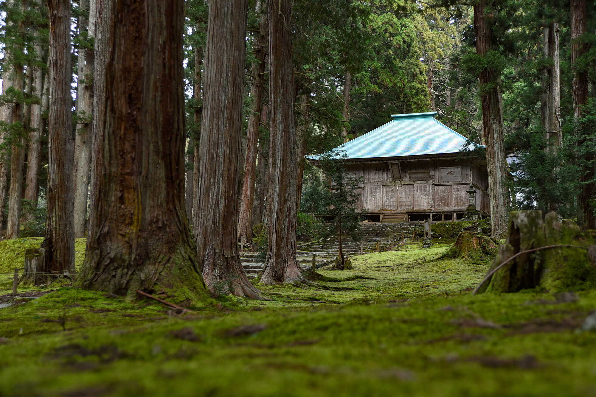 フォトスポットが満載!!一面を苔に覆われた美しさ神秘の苔寺