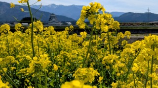 Thumbnail of new posts 101